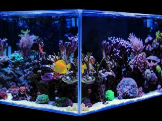 Best 20 Gallon Long Aquariums (Stocking Ideas, Equipment and More) Banner