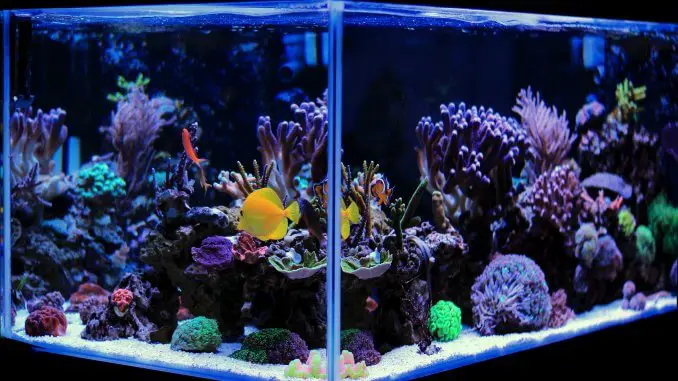 Best 20 Gallon Long Aquariums (Stocking Ideas, Equipment and More) Banner