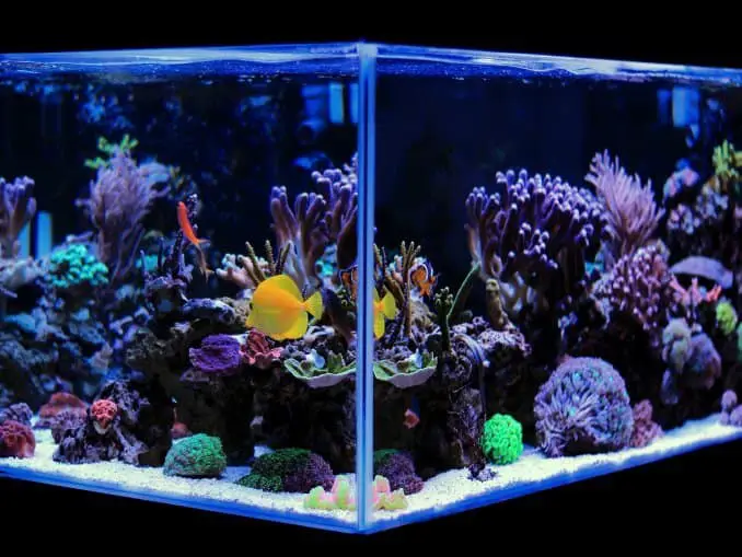 Best Home Aquarium For 2024 [Our Reviews and Comparisons] Fishkeeping