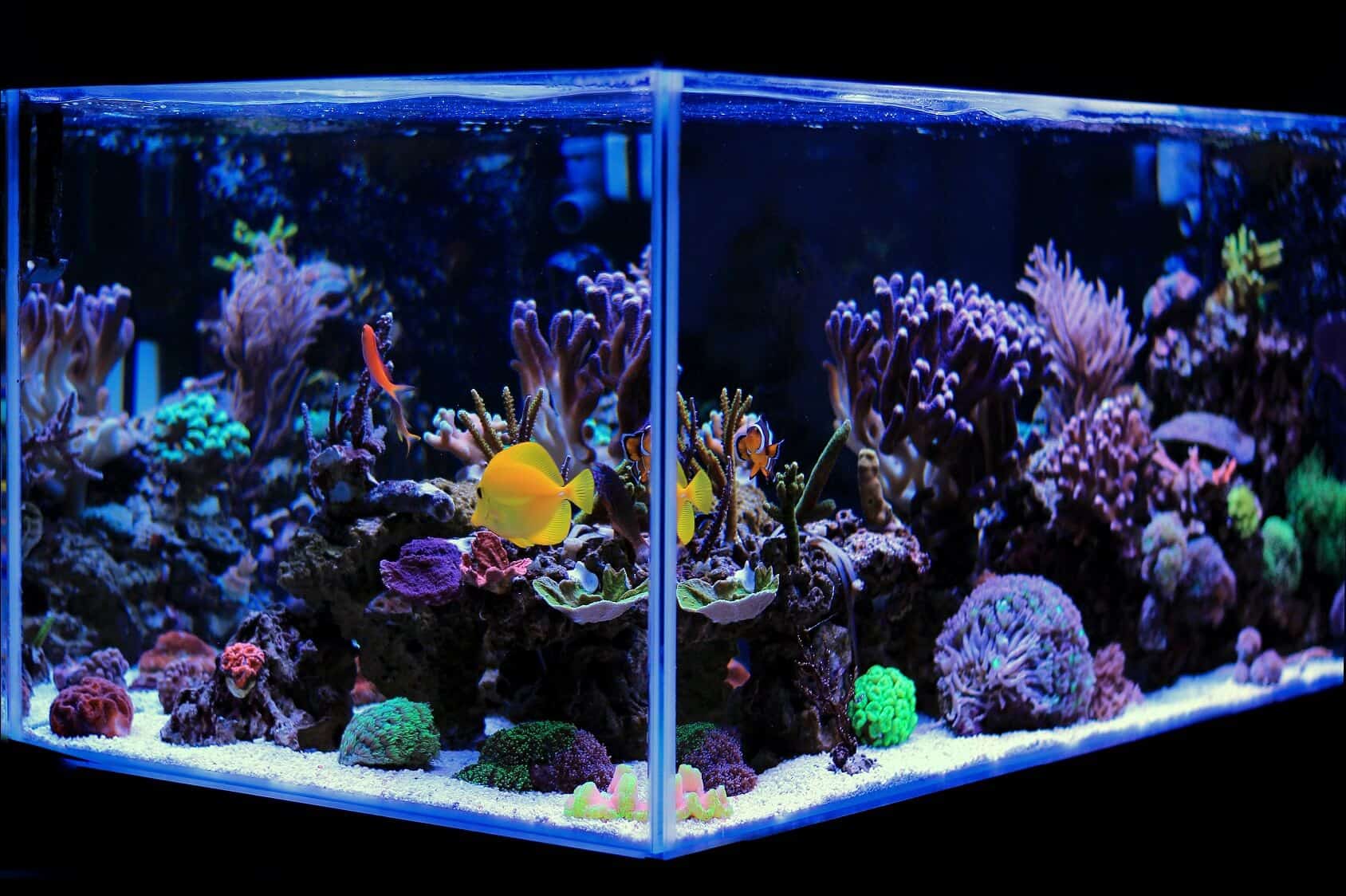 neon fish tank decorations