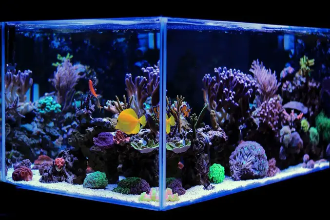 Meilleurs aquariums de 20 gallons de long (idées de stockage, équipement et plus) Bannière
