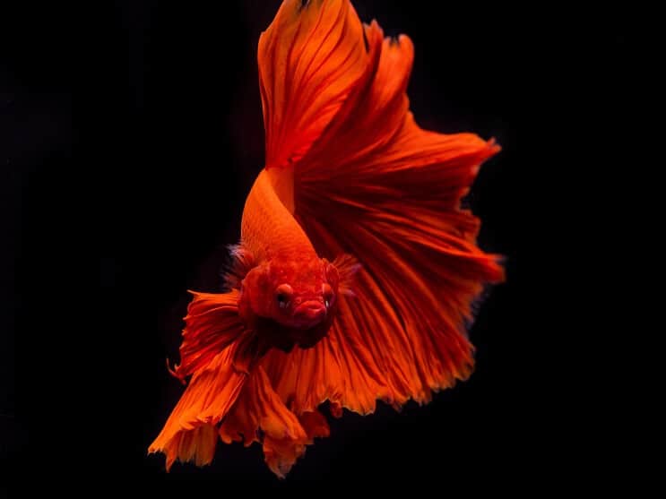 Red betta fish showing its fins