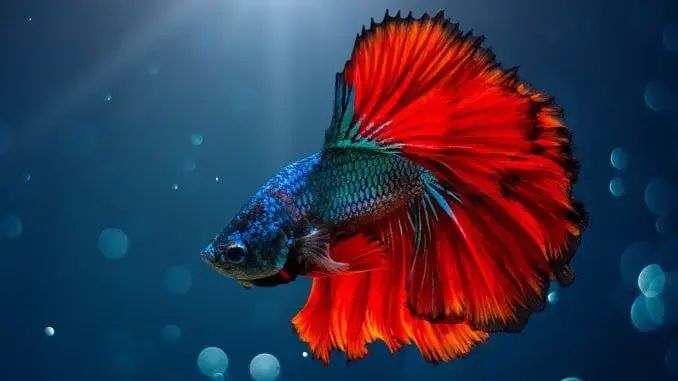 Betta Fish Guide: Care, Size, Tank Mates, Aggression & Lifespan
