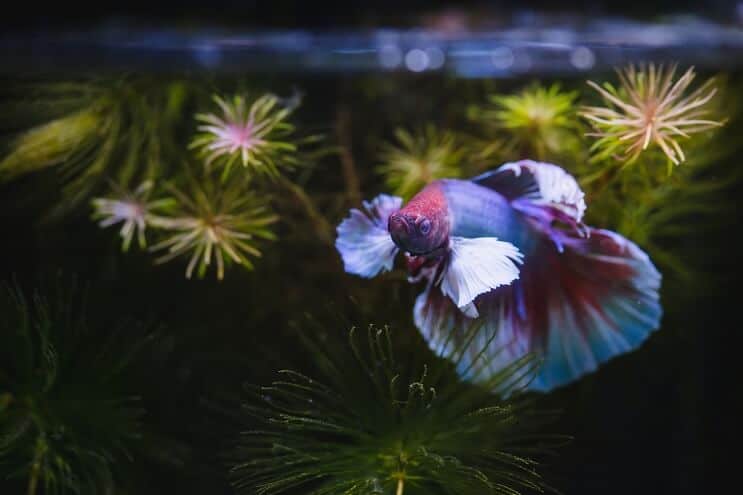 Betta fish near the surface