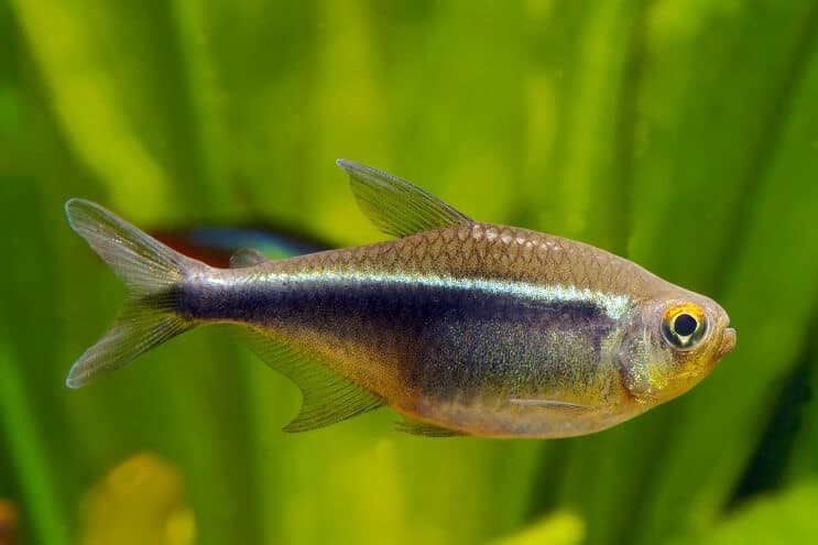 A black tetra swimming among aquarium plants