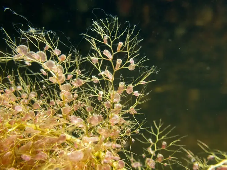 Bladderwort