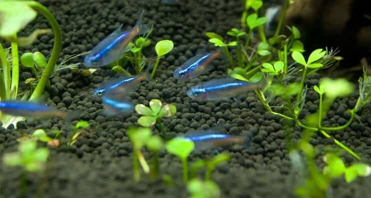 A school of blue tetras near the bottom of the tank