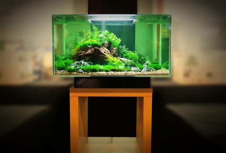 Breeder Tank 2