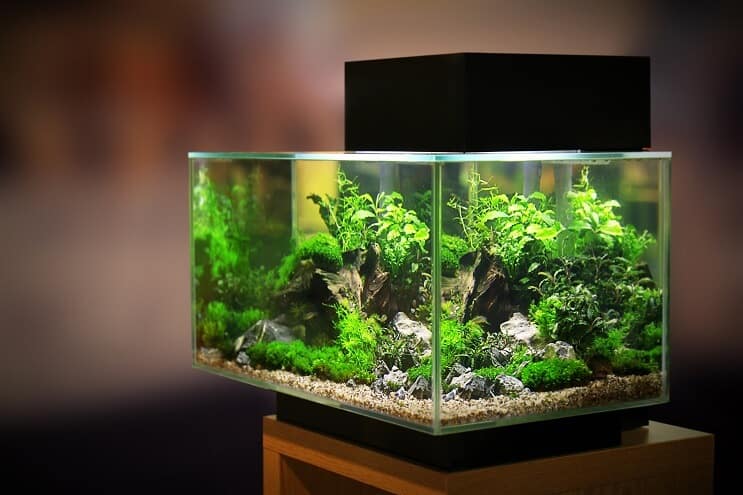 Breeder Tank