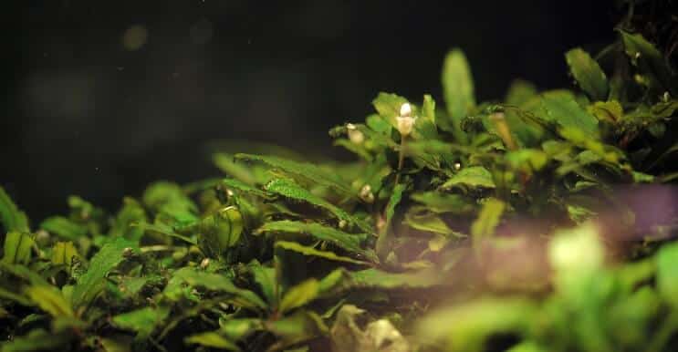 Bucephalandra