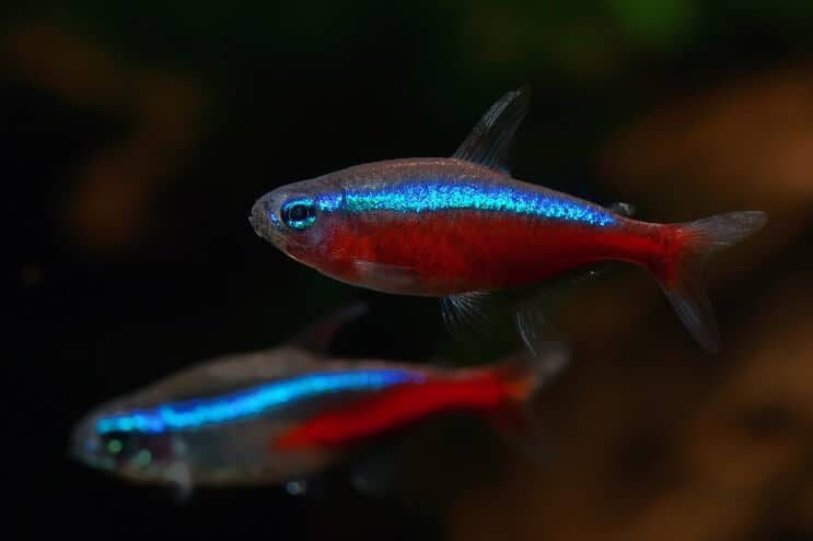 Two cardinal tetras swimming in the dark near the bottom