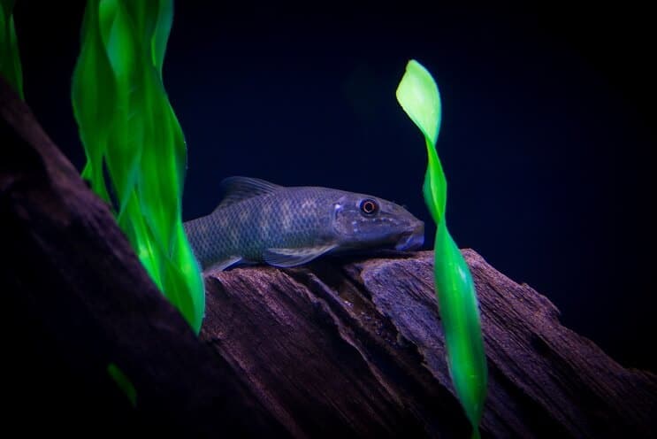 Chinese algae eater latched onto a piece of submerged driftwood