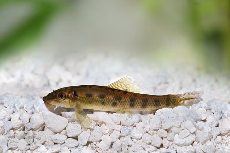 A Chinese algae eater resting on the rocky substrate of its tank