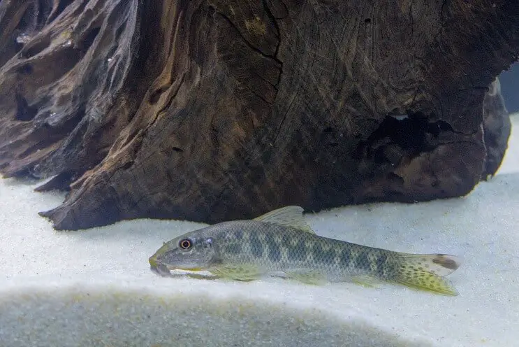 Chinese algae eater swimming near driftwood and sandy substrate