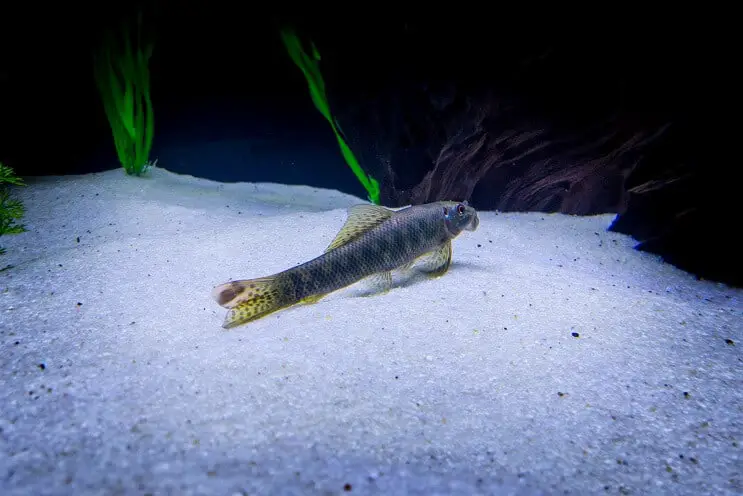 Chinese algae eater swimming above the substrate of a planted tank