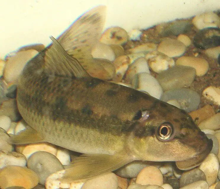 Chinese algae eater ready to breed