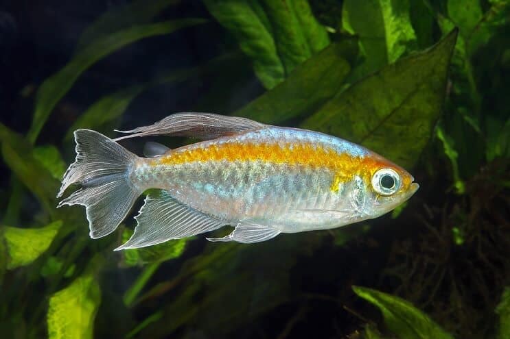 Congo Tetra