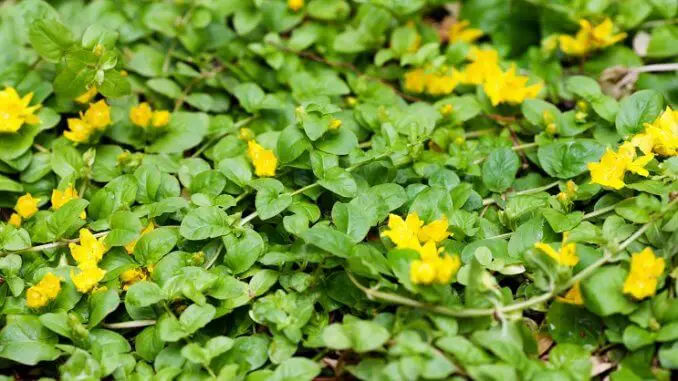 Creeping Jenny