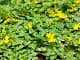 Creeping Jenny