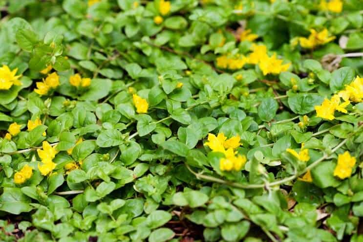 Creeping Jenny