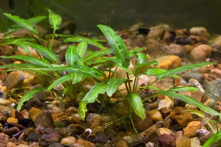 Cryptocoryne