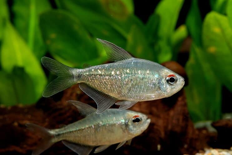 Diamond Tetra