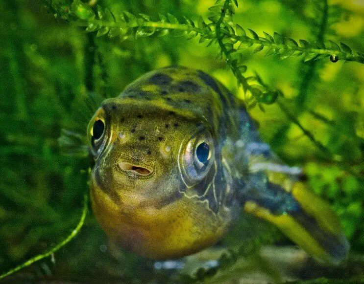 Puffer nain
