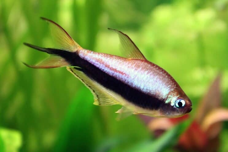 An emperor tetra, which is a great tank mate for Chinese algae eaters