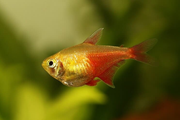 Flame tetra swimming in the foreground 