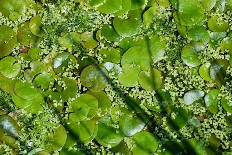 Frogbit