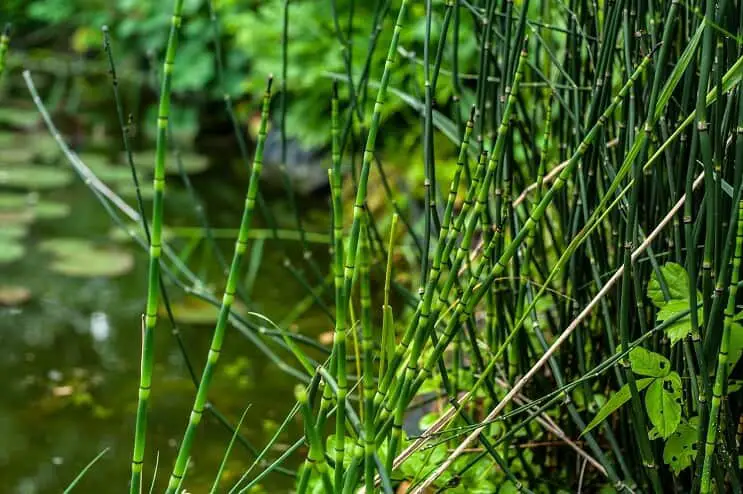 Horsetail Reed