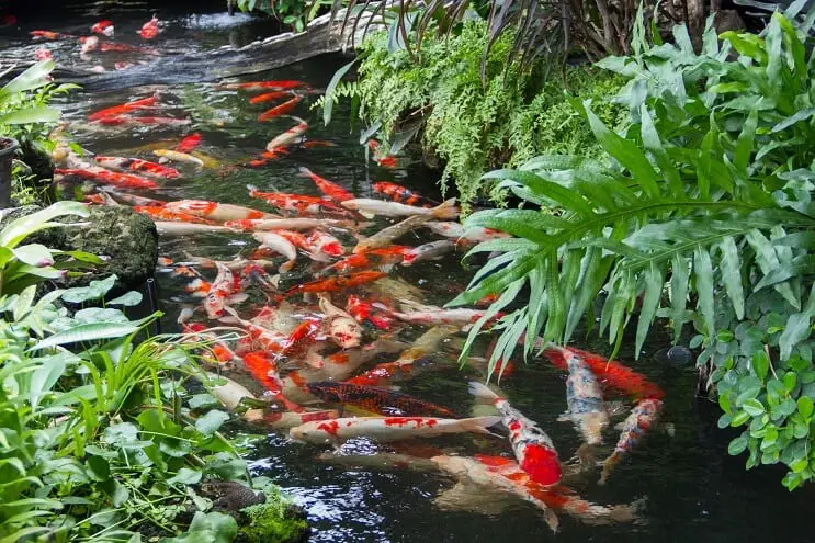 What Is A Koi Pond And How To Build Your Own (Best Setup Ideas