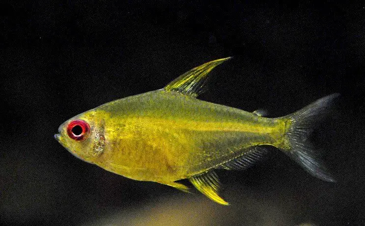 Lemon tetra