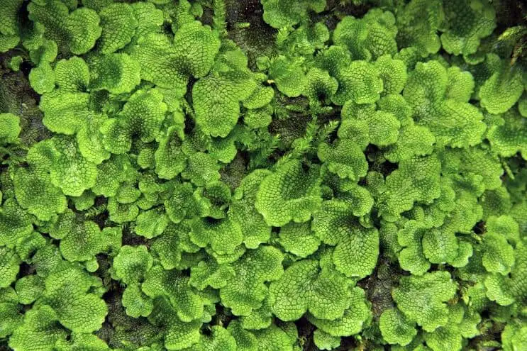 Liverwort