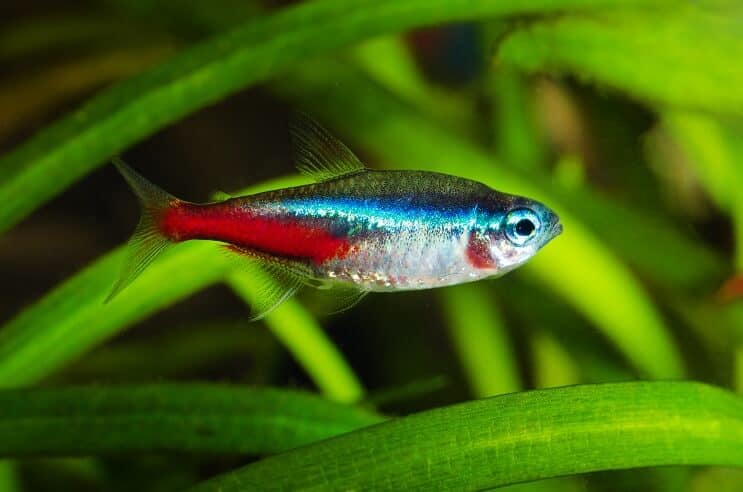 Neon tetra swimming near the bottom of a tank