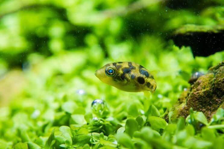 Pea Puffer Appearance