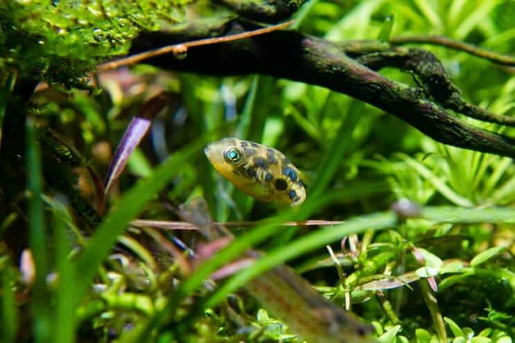 Pea Puffer Habitat