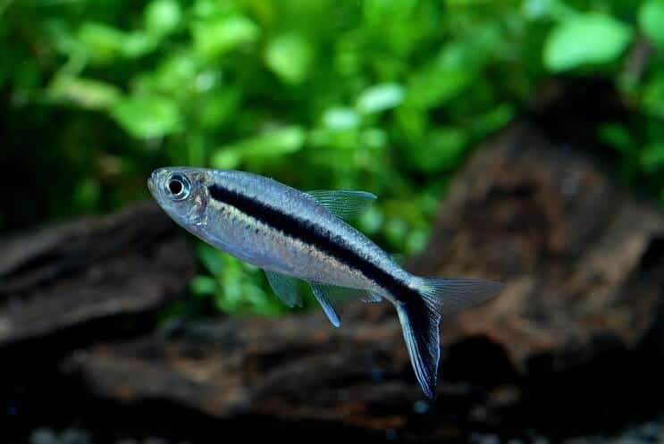 Penguin tetra near a submerged log