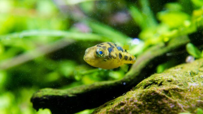 Perfect Pea Puffer Is This Cute Dwarf Fish Ideal For Your Tank? Banner