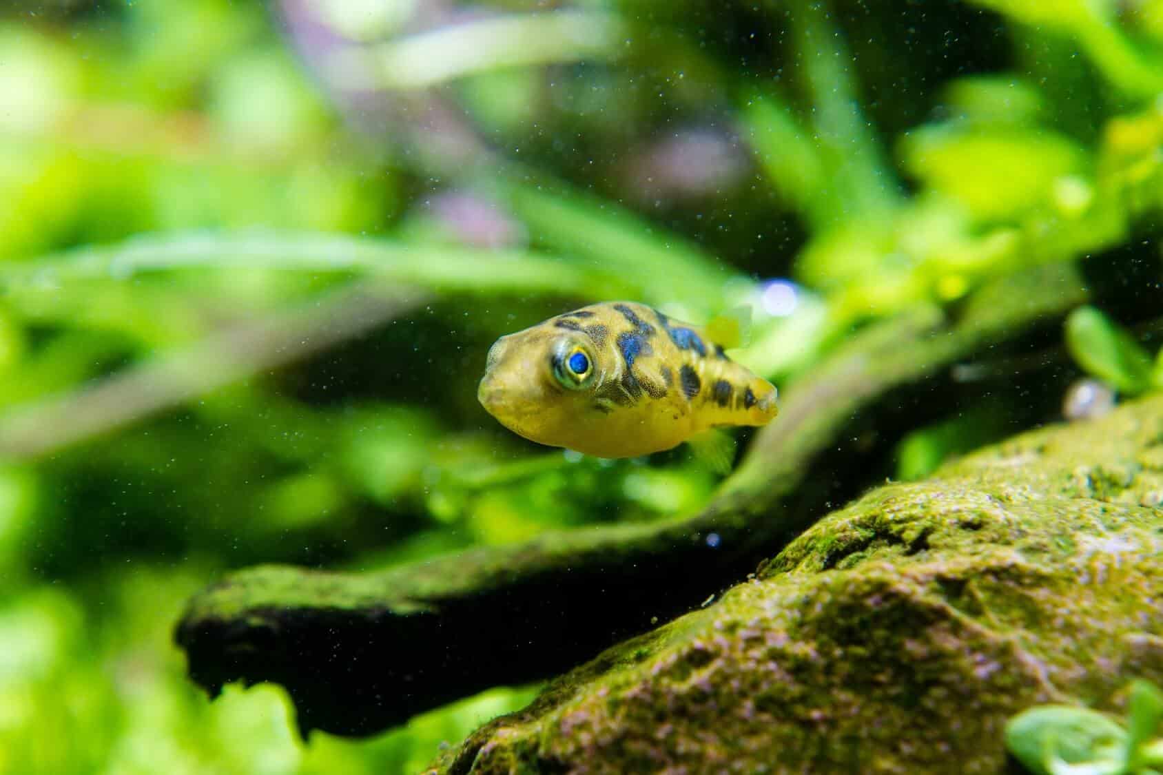 dwarf puffer fish aquarium