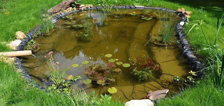 Planting the Pond