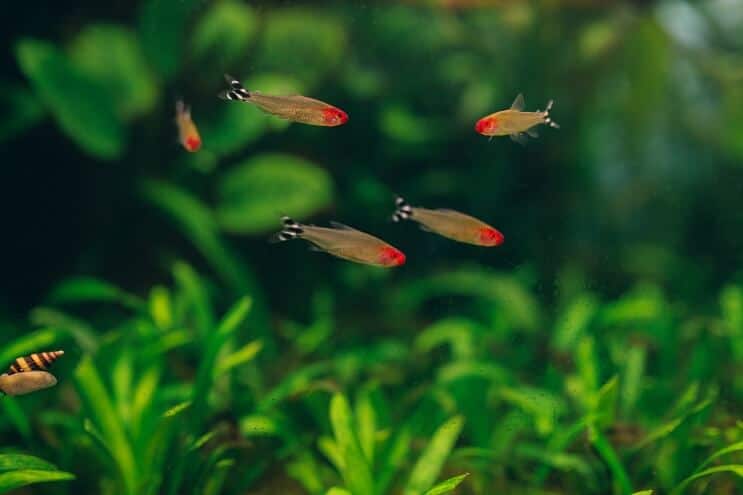 Rummy nose tetras in a school