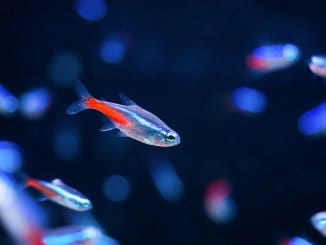Tetra Fish Types: A-Z Best Types Of Tetras
