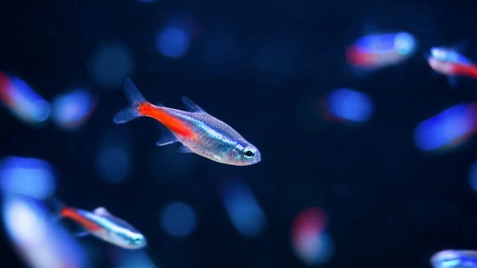 Tetra Fish Types: A-Z Best Types Of Tetras