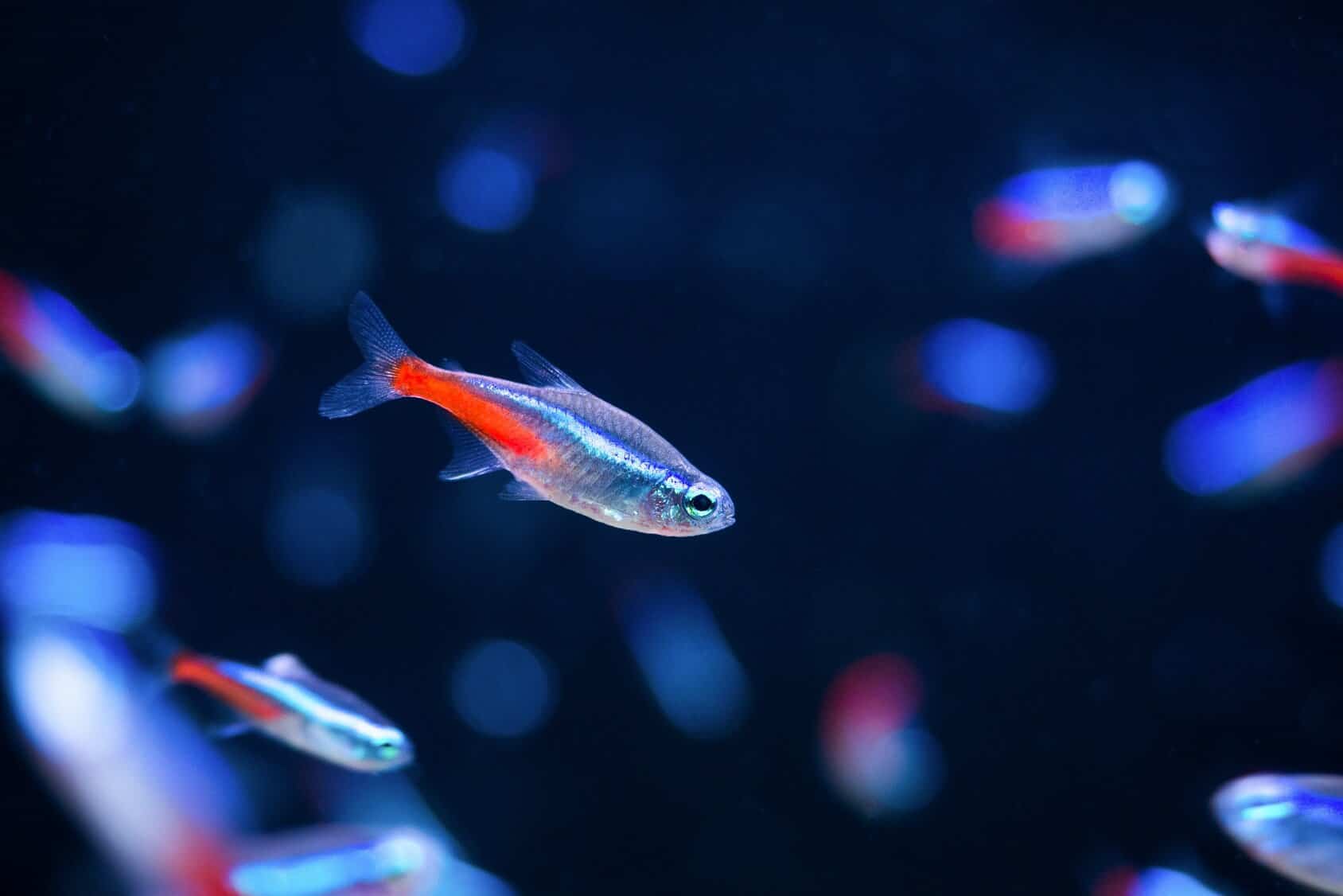 small tropical fish with a brightly coloured compressed body