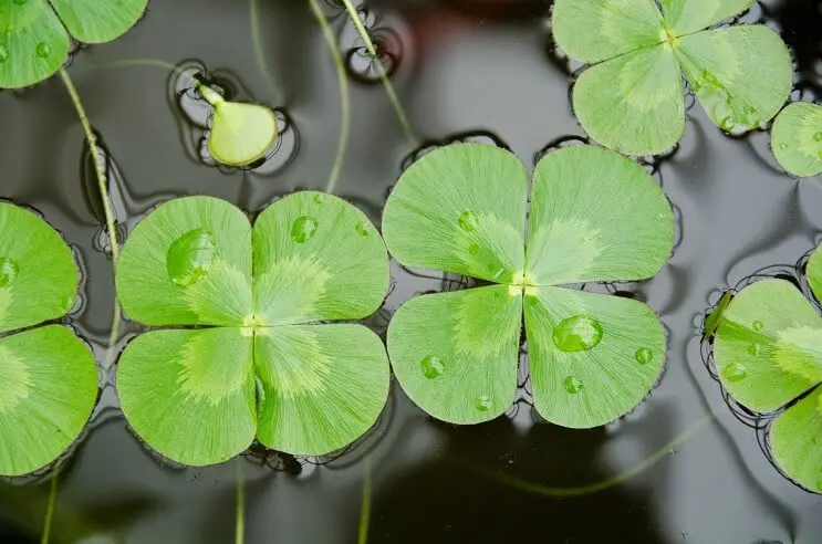 Water Clover