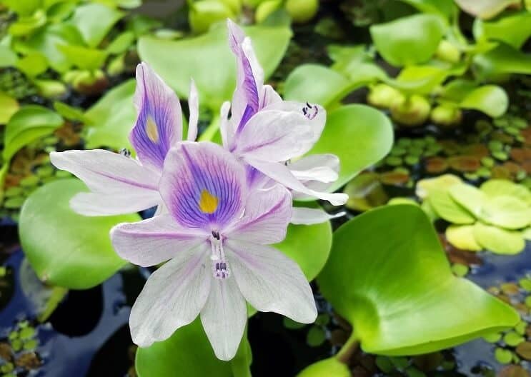 Water Hyacinth