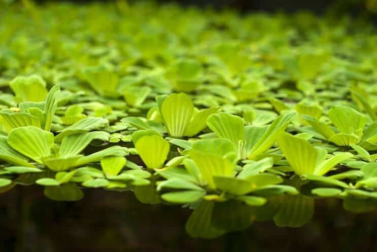Water lettuce on the water