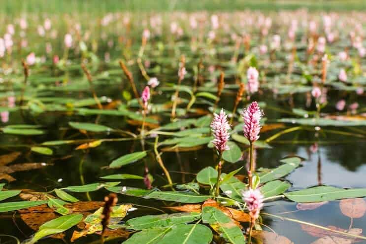 Water Smartweed