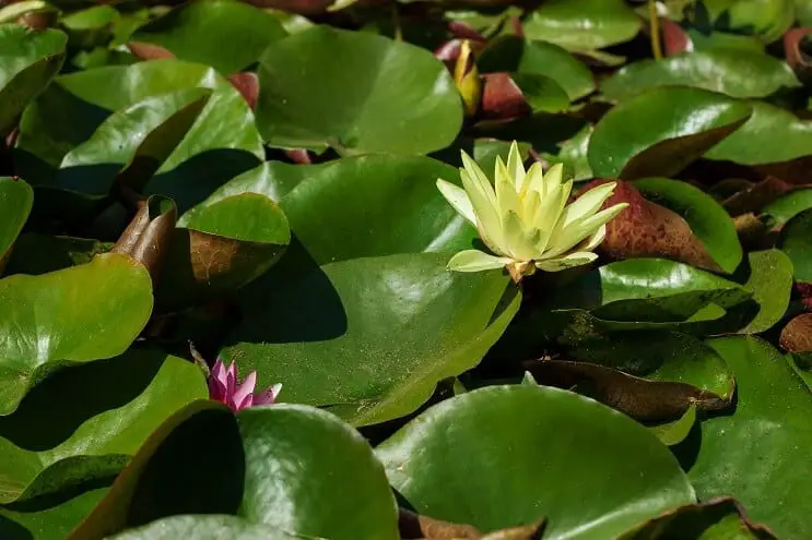 Waterlillies